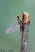 Serratella ignita